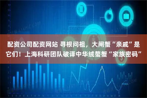 配资公司配资网站 寻根问祖，大闸蟹“亲戚”是它们！上海科研团队破译中华绒螯蟹“家族密码”